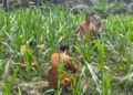 Polsek Rokan IV Koto Perkuat Ketahanan Pangan Nasional, Dampingi Petani Desa Lubuk Bendahara Terapkan Pertanian Presisi