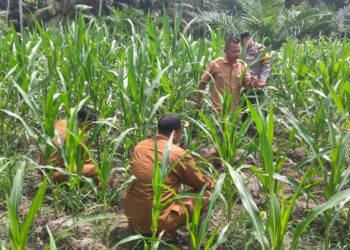 Polsek Rokan IV Koto Perkuat Ketahanan Pangan Nasional, Dampingi Petani Desa Lubuk Bendahara Terapkan Pertanian Presisi