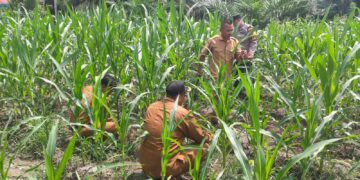 Polsek Rokan IV Koto Perkuat Ketahanan Pangan Nasional, Dampingi Petani Desa Lubuk Bendahara Terapkan Pertanian Presisi