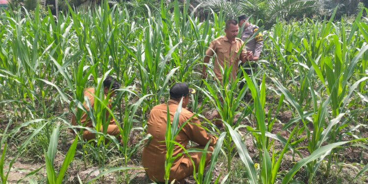 Polsek Rokan IV Koto Perkuat Ketahanan Pangan Nasional, Dampingi Petani Desa Lubuk Bendahara Terapkan Pertanian Presisi