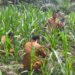 Polsek Rokan IV Koto Perkuat Ketahanan Pangan Nasional, Dampingi Petani Desa Lubuk Bendahara Terapkan Pertanian Presisi