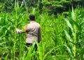 Polsek Rokan IV Koto Kawal Pertumbuhan Jagung Hibrida, Dorong Panen Berkualitas untuk Ketahanan Pangan Nasional
