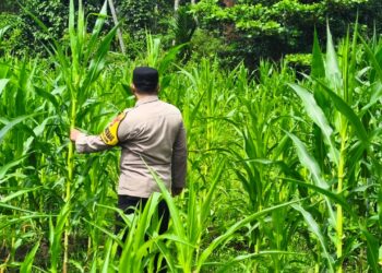 Polsek Rokan IV Koto Kawal Pertumbuhan Jagung Hibrida, Dorong Panen Berkualitas untuk Ketahanan Pangan Nasional