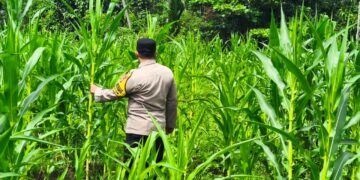 Polsek Rokan IV Koto Kawal Pertumbuhan Jagung Hibrida, Dorong Panen Berkualitas untuk Ketahanan Pangan Nasional