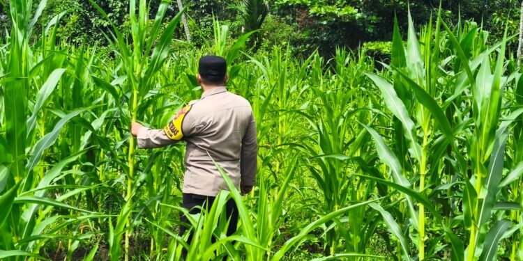 Polsek Rokan IV Koto Kawal Pertumbuhan Jagung Hibrida, Dorong Panen Berkualitas untuk Ketahanan Pangan Nasional
