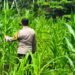 Polsek Rokan IV Koto Kawal Pertumbuhan Jagung Hibrida, Dorong Panen Berkualitas untuk Ketahanan Pangan Nasional