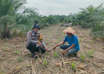 Dukung Ketahanan Pangan Nasional, Bhabinkamtibmas Polsek Kepenuhan Pantau Perkembangan Jagung Hibrida Milik Warga Kasimang