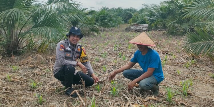 Dukung Ketahanan Pangan Nasional, Bhabinkamtibmas Polsek Kepenuhan Pantau Perkembangan Jagung Hibrida Milik Warga Kasimang