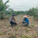 Dukung Ketahanan Pangan Nasional, Bhabinkamtibmas Polsek Kepenuhan Pantau Perkembangan Jagung Hibrida Milik Warga Kasimang