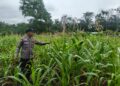 Polsek Rambah Hilir Pantau Jagung Hibrida di Desa Sejati, Dorong Peningkatan Hasil Panen Petani untuk Wujudkan Ketahanan Pangan Nasional