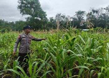 Polsek Rambah Hilir Pantau Jagung Hibrida di Desa Sejati, Dorong Peningkatan Hasil Panen Petani untuk Wujudkan Ketahanan Pangan Nasional