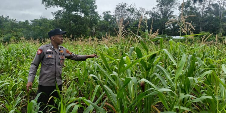 Polsek Rambah Hilir Pantau Jagung Hibrida di Desa Sejati, Dorong Peningkatan Hasil Panen Petani untuk Wujudkan Ketahanan Pangan Nasional