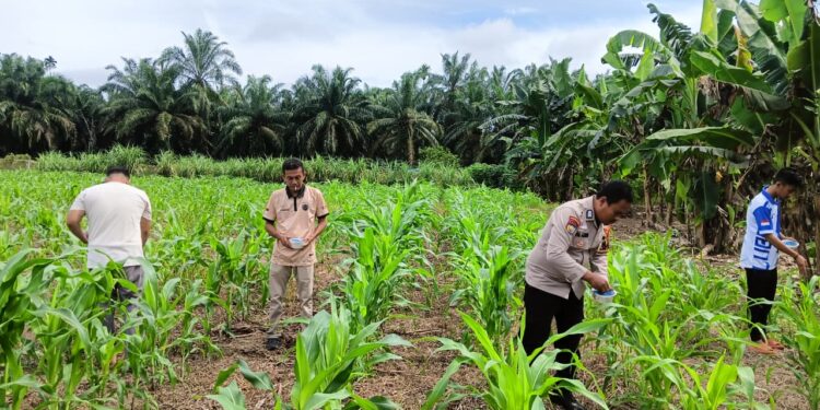 Polsek Rokan IV Koto Kawal Pertanian Berkelanjutan di Lubuk Bendahara Timur, Perkuat Swasembada Pangan Nasional