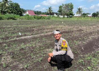 Pastikan Optimalisasi Pertumbuhan Jagung, Bhabinkamtibmas Polsek Kepenuhan Intensif Monitoring Demi Sukseskan Ketahanan Pangan