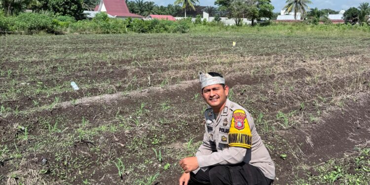 Pastikan Optimalisasi Pertumbuhan Jagung, Bhabinkamtibmas Polsek Kepenuhan Intensif Monitoring Demi Sukseskan Ketahanan Pangan
