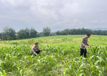 Pastikan Hasil Panen Optimal, Bag SDM Polres Rokan Hulu Cek Tanaman Jagung di Lahan Pemda Seluas 6 Hektare