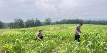 Pastikan Hasil Panen Optimal, Bag SDM Polres Rokan Hulu Cek Tanaman Jagung di Lahan Pemda Seluas 6 Hektare