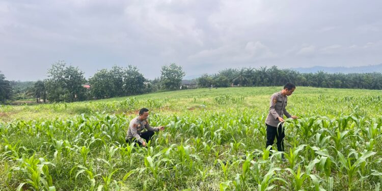 Pastikan Hasil Panen Optimal, Bag SDM Polres Rokan Hulu Cek Tanaman Jagung di Lahan Pemda Seluas 6 Hektare