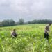 Pastikan Hasil Panen Optimal, Bag SDM Polres Rokan Hulu Cek Tanaman Jagung di Lahan Pemda Seluas 6 Hektare