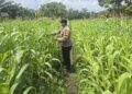 Dukung Program Ketahanan Pangan Nasional, Bhabinkamtibmas Desa Kasang Mungkal Perkuat Pendampingan Petani