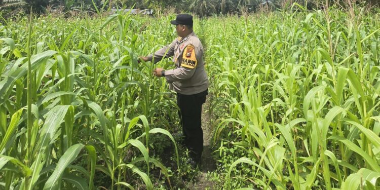 Dukung Program Ketahanan Pangan Nasional, Bhabinkamtibmas Desa Kasang Mungkal Perkuat Pendampingan Petani
