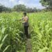 Dukung Program Ketahanan Pangan Nasional, Bhabinkamtibmas Desa Kasang Mungkal Perkuat Pendampingan Petani