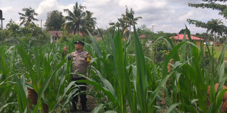 Polsek Kunto Darussalam Perkuat Ketahanan Pangan Desa Pasir Luhur Lewat Penerapan Pertanian Presisi