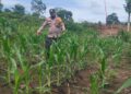 Polsek Rokan IV Koto Perkuat Pengembangan Jagung Desa Cipang Kiri Hilir , Dukung Swasembada Pangan Nasional