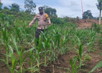 Polsek Rokan IV Koto Perkuat Pengembangan Jagung Desa Cipang Kiri Hilir , Dukung Swasembada Pangan Nasional