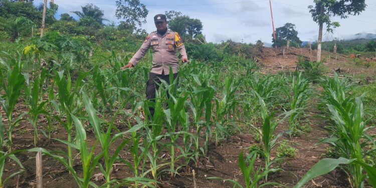 Polsek Rokan IV Koto Perkuat Pengembangan Jagung Desa Cipang Kiri Hilir , Dukung Swasembada Pangan Nasional