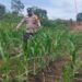 Polsek Rokan IV Koto Perkuat Pengembangan Jagung Desa Cipang Kiri Hilir , Dukung Swasembada Pangan Nasional
