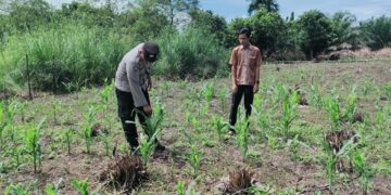 Polsek Rokan IV Koto Perkuat Pengawalan Budidaya Jagung, Dukung Terwujudnya Ketahanan Pangan Nasional