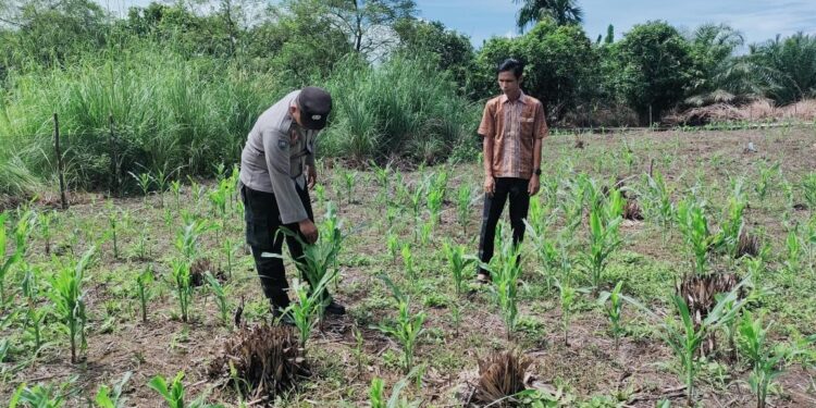 Polsek Rokan IV Koto Perkuat Pengawalan Budidaya Jagung, Dukung Terwujudnya Ketahanan Pangan Nasional
