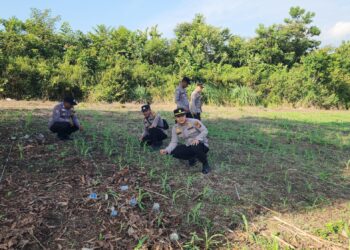 Polsek Rambah Pastikan Budidaya Jagung Hibrida di Desa Koto Tinggi Optimal, Wujudkan Ketahanan Pangan Nasional 