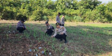 Polsek Rambah Pastikan Budidaya Jagung Hibrida di Desa Koto Tinggi Optimal, Wujudkan Ketahanan Pangan Nasional 