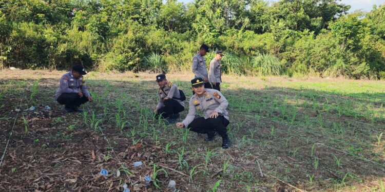 Polsek Rambah Pastikan Budidaya Jagung Hibrida di Desa Koto Tinggi Optimal, Wujudkan Ketahanan Pangan Nasional 