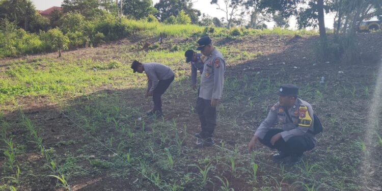 Polsek Rambah Kawal Swasembada Pangan Nasional dengan Memperkuat Pengawasan Jagung Hibrida di Desa Kota Tinggi
