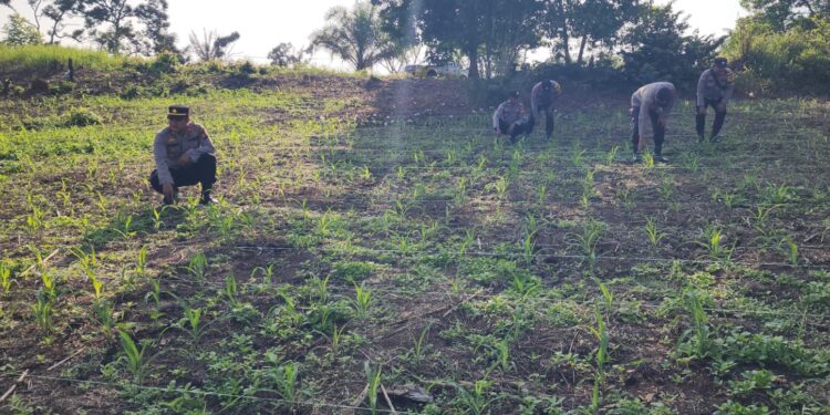 Polsek Rambah Kawal Budidaya Jagung Ramah Lingkungan di Desa Koto Tinggi untuk Perkuat Ketahanan Pangan Nasional