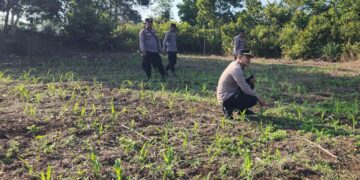 Polsek Rambah Kawal Budidaya Jagung Ramah Lingkungan untuk Perkuat Swasembada Pangan