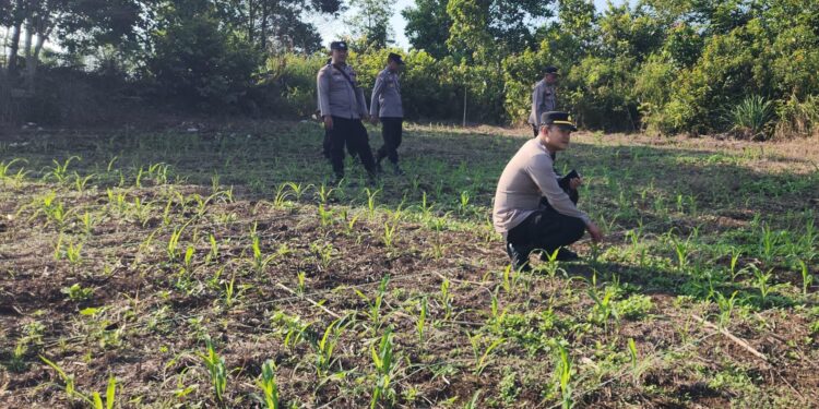 Polsek Rambah Kawal Budidaya Jagung Ramah Lingkungan untuk Perkuat Swasembada Pangan
