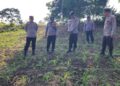 Polsek Rambah Kawal Budidaya Jagung Berbasis Konservasi Tanah dan Air, Perkuat Ketahanan Pangan Nasional Berkelanjutan