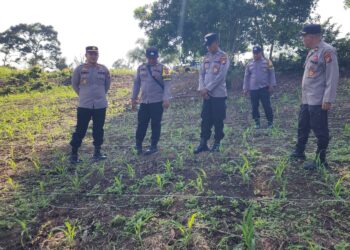Polsek Rambah Kawal Budidaya Jagung Berbasis Konservasi Tanah dan Air, Perkuat Ketahanan Pangan Nasional Berkelanjutan
