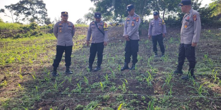 Polsek Rambah Kawal Budidaya Jagung Berbasis Konservasi Tanah dan Air, Perkuat Ketahanan Pangan Nasional Berkelanjutan