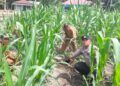 Polsek Kunto Darussalam Dorong Desa Pasir Luhur Jadi Sentra Produksi Jagung Penopang Swasembada Pangan Nasional