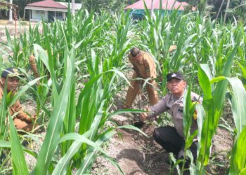 Polsek Kunto Darussalam Dorong Desa Pasir Luhur Jadi Sentra Produksi Jagung Penopang Swasembada Pangan Nasional