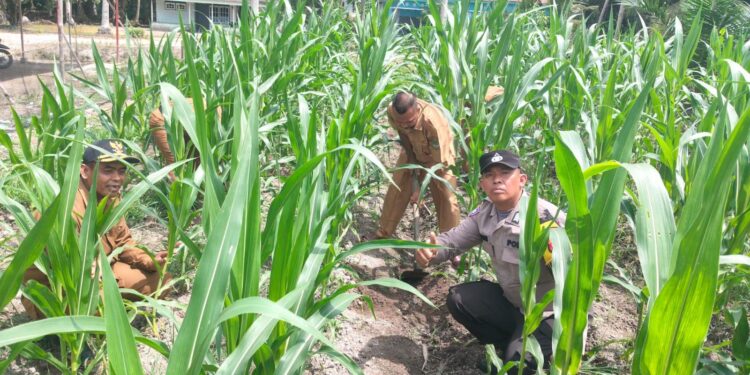 Polsek Kunto Darussalam Dorong Desa Pasir Luhur Jadi Sentra Produksi Jagung Penopang Swasembada Pangan Nasional