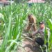 Polsek Kunto Darussalam Dorong Desa Pasir Luhur Jadi Sentra Produksi Jagung Penopang Swasembada Pangan Nasional