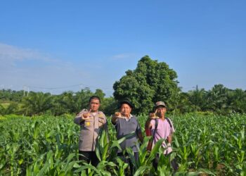 Pastikan Produktivitas Jagung Tetap Optimal, Kabag SDM Polres Rokan Hulu Tinjau Lahan Ketahanan Pangan Seluas 6 Hektare