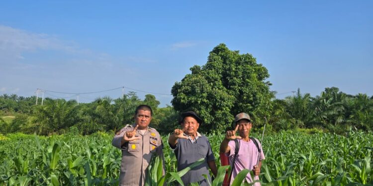Pastikan Produktivitas Jagung Tetap Optimal, Kabag SDM Polres Rokan Hulu Tinjau Lahan Ketahanan Pangan Seluas 6 Hektare
