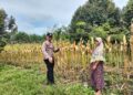 Polsek Tambusai Utara Dampingi Budidaya Jagung, Polri Perkuat Ketahanan Pangan Nasional Lewat Pertanian Modern dan Smart Farming di Desa Mekar Jaya